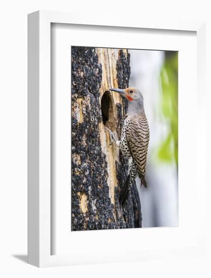 USA, Wyoming, Sublette County. Male Northern Flicker sitting at the entrance to it's cavity nest.-Elizabeth Boehm-Framed Photographic Print