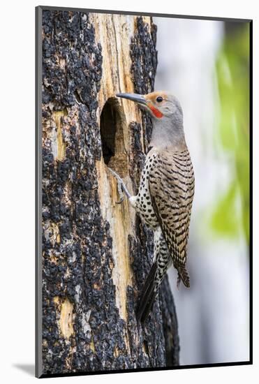 USA, Wyoming, Sublette County. Male Northern Flicker sitting at the entrance to it's cavity nest.-Elizabeth Boehm-Mounted Photographic Print