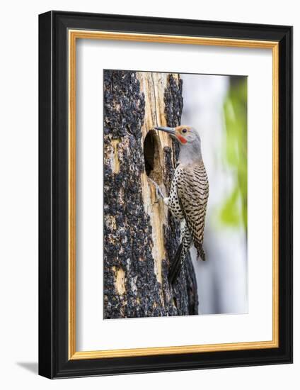 USA, Wyoming, Sublette County. Male Northern Flicker sitting at the entrance to it's cavity nest.-Elizabeth Boehm-Framed Photographic Print