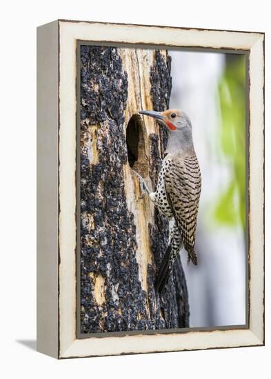 USA, Wyoming, Sublette County. Male Northern Flicker sitting at the entrance to it's cavity nest.-Elizabeth Boehm-Framed Premier Image Canvas