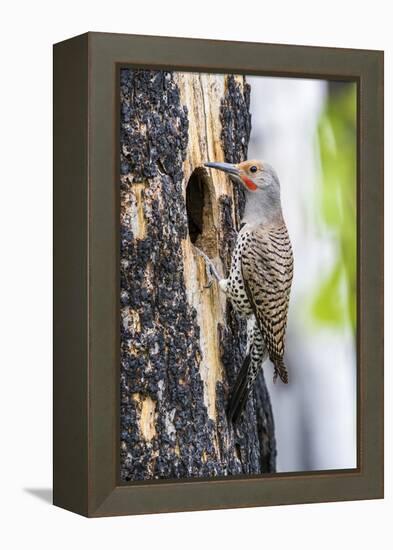 USA, Wyoming, Sublette County. Male Northern Flicker sitting at the entrance to it's cavity nest.-Elizabeth Boehm-Framed Premier Image Canvas