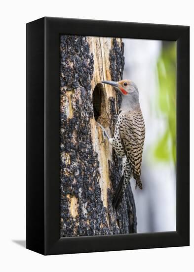 USA, Wyoming, Sublette County. Male Northern Flicker sitting at the entrance to it's cavity nest.-Elizabeth Boehm-Framed Premier Image Canvas