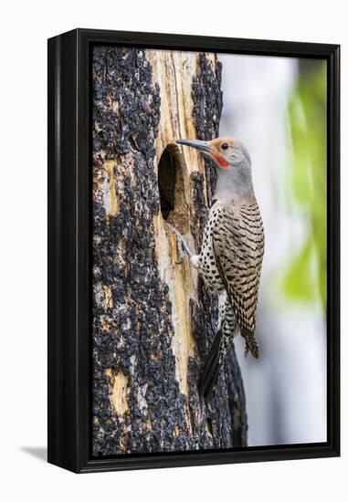 USA, Wyoming, Sublette County. Male Northern Flicker sitting at the entrance to it's cavity nest.-Elizabeth Boehm-Framed Premier Image Canvas