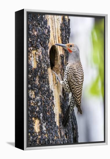 USA, Wyoming, Sublette County. Male Northern Flicker sitting at the entrance to it's cavity nest.-Elizabeth Boehm-Framed Premier Image Canvas