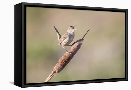 USA, Wyoming, Sublette County, Marsh Wren Singing on Cattail Stalk-Elizabeth Boehm-Framed Premier Image Canvas