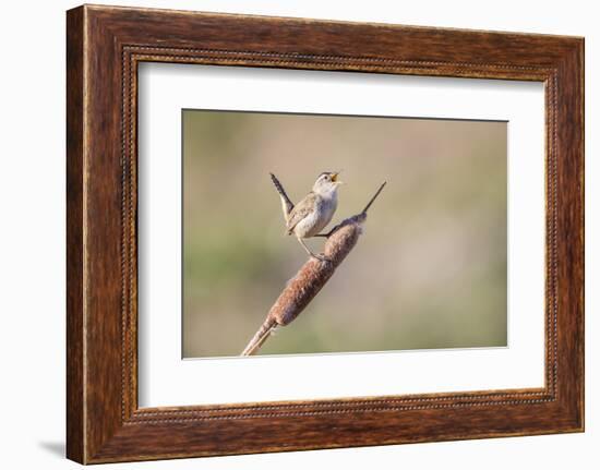 USA, Wyoming, Sublette County, Marsh Wren Singing on Cattail Stalk-Elizabeth Boehm-Framed Photographic Print