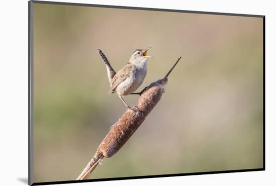 USA, Wyoming, Sublette County, Marsh Wren Singing on Cattail Stalk-Elizabeth Boehm-Mounted Photographic Print