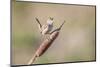USA, Wyoming, Sublette County, Marsh Wren Singing on Cattail Stalk-Elizabeth Boehm-Mounted Photographic Print
