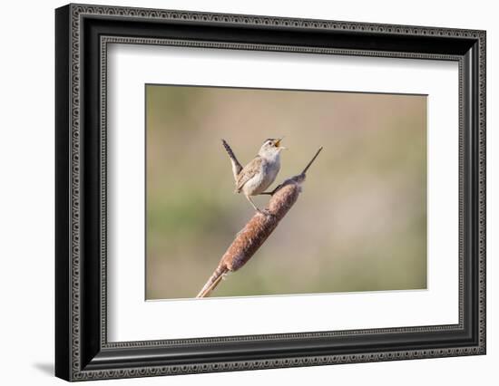 USA, Wyoming, Sublette County, Marsh Wren Singing on Cattail Stalk-Elizabeth Boehm-Framed Photographic Print