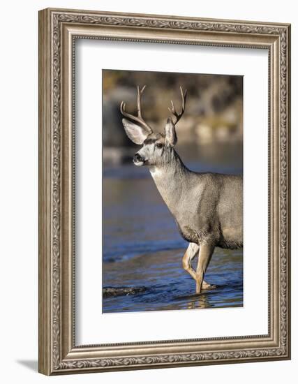 USA, Wyoming, Sublette County, Mule Deer Buck Crossing River-Elizabeth Boehm-Framed Photographic Print