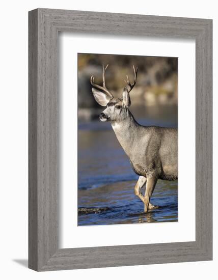 USA, Wyoming, Sublette County, Mule Deer Buck Crossing River-Elizabeth Boehm-Framed Photographic Print