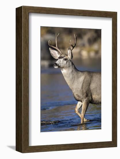 USA, Wyoming, Sublette County, Mule Deer Buck Crossing River-Elizabeth Boehm-Framed Photographic Print