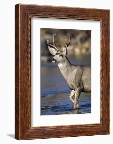 USA, Wyoming, Sublette County, Mule Deer Buck Crossing River-Elizabeth Boehm-Framed Photographic Print