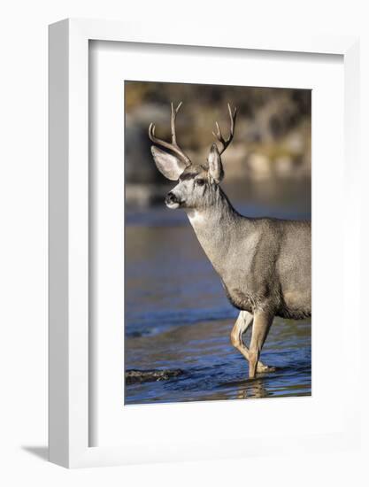 USA, Wyoming, Sublette County, Mule Deer Buck Crossing River-Elizabeth Boehm-Framed Photographic Print