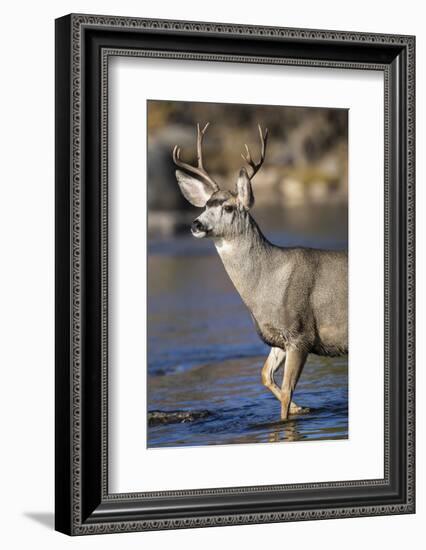 USA, Wyoming, Sublette County, Mule Deer Buck Crossing River-Elizabeth Boehm-Framed Photographic Print