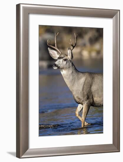 USA, Wyoming, Sublette County, Mule Deer Buck Crossing River-Elizabeth Boehm-Framed Photographic Print