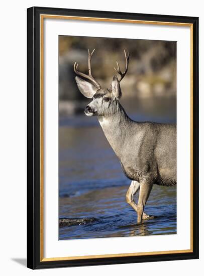 USA, Wyoming, Sublette County, Mule Deer Buck Crossing River-Elizabeth Boehm-Framed Photographic Print