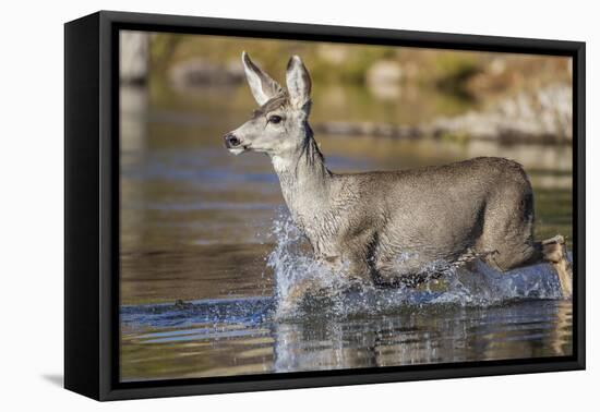 USA, Wyoming, Sublette County, Mule Deer Buck Crossing River-Elizabeth Boehm-Framed Premier Image Canvas