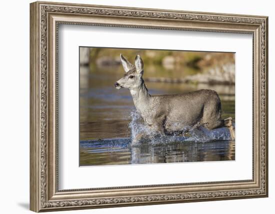 USA, Wyoming, Sublette County, Mule Deer Buck Crossing River-Elizabeth Boehm-Framed Photographic Print