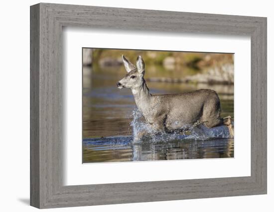 USA, Wyoming, Sublette County, Mule Deer Buck Crossing River-Elizabeth Boehm-Framed Photographic Print