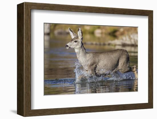 USA, Wyoming, Sublette County, Mule Deer Buck Crossing River-Elizabeth Boehm-Framed Photographic Print