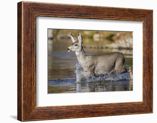 USA, Wyoming, Sublette County, Mule Deer Buck Crossing River-Elizabeth Boehm-Framed Photographic Print