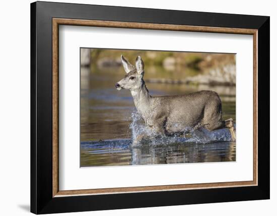 USA, Wyoming, Sublette County, Mule Deer Buck Crossing River-Elizabeth Boehm-Framed Photographic Print