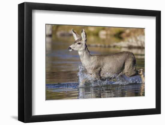 USA, Wyoming, Sublette County, Mule Deer Buck Crossing River-Elizabeth Boehm-Framed Photographic Print