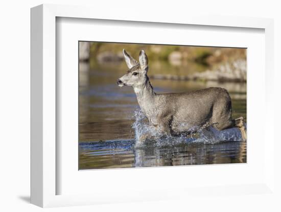 USA, Wyoming, Sublette County, Mule Deer Buck Crossing River-Elizabeth Boehm-Framed Photographic Print