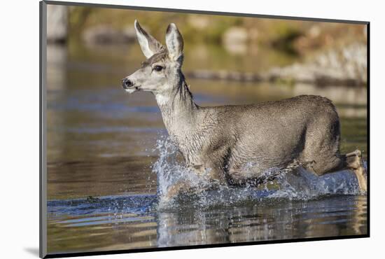 USA, Wyoming, Sublette County, Mule Deer Buck Crossing River-Elizabeth Boehm-Mounted Photographic Print