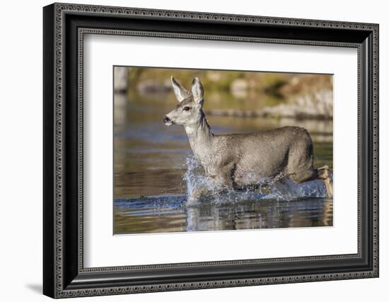 USA, Wyoming, Sublette County, Mule Deer Buck Crossing River-Elizabeth Boehm-Framed Photographic Print