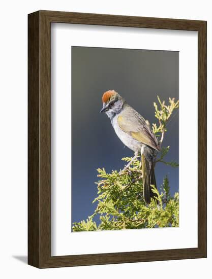 USA, Wyoming, Sublette County. Pinedale, Green-tailed Towhee perched on a juniper branch in the.-Elizabeth Boehm-Framed Photographic Print