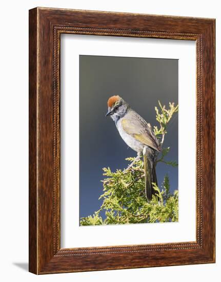 USA, Wyoming, Sublette County. Pinedale, Green-tailed Towhee perched on a juniper branch in the.-Elizabeth Boehm-Framed Photographic Print