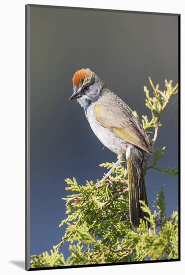 USA, Wyoming, Sublette County. Pinedale, Green-tailed Towhee perched on a juniper branch in the.-Elizabeth Boehm-Mounted Photographic Print