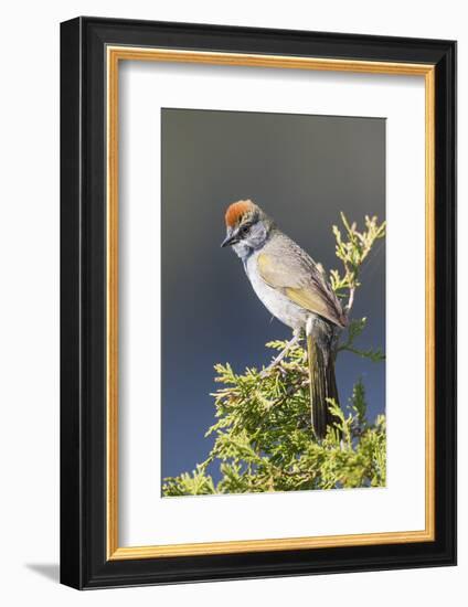 USA, Wyoming, Sublette County. Pinedale, Green-tailed Towhee perched on a juniper branch in the.-Elizabeth Boehm-Framed Photographic Print