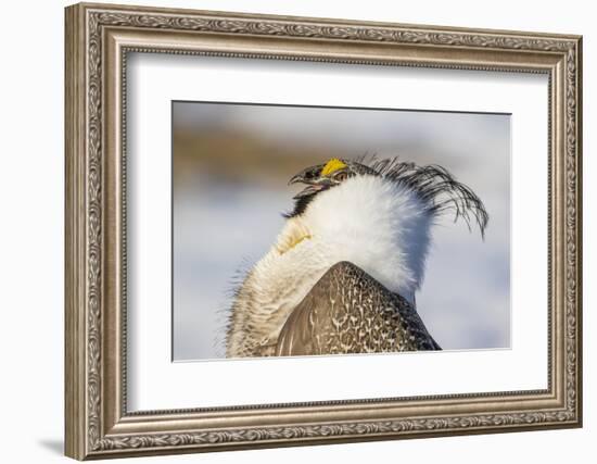 USA, Wyoming, Sublette County. Portrait of a male Greater Sage Grouse displaying-Elizabeth Boehm-Framed Photographic Print