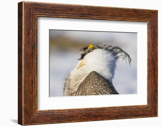 USA, Wyoming, Sublette County. Portrait of a male Greater Sage Grouse displaying-Elizabeth Boehm-Framed Photographic Print