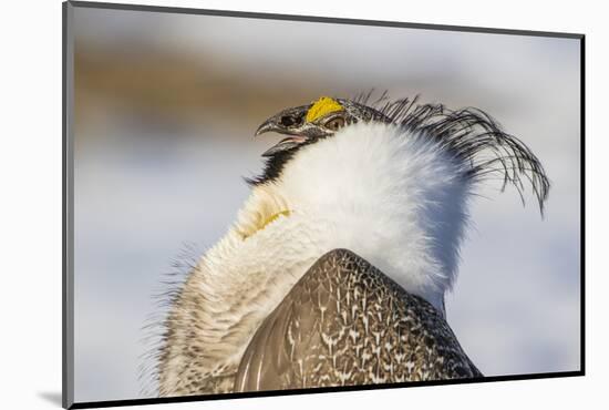 USA, Wyoming, Sublette County. Portrait of a male Greater Sage Grouse displaying-Elizabeth Boehm-Mounted Photographic Print