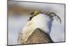 USA, Wyoming, Sublette County. Portrait of a male Greater Sage Grouse displaying-Elizabeth Boehm-Mounted Photographic Print