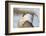 USA, Wyoming, Sublette County. Portrait of a male Greater Sage Grouse displaying-Elizabeth Boehm-Framed Photographic Print