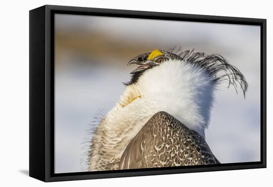 USA, Wyoming, Sublette County. Portrait of a male Greater Sage Grouse displaying-Elizabeth Boehm-Framed Premier Image Canvas