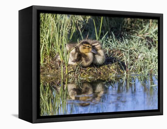 USA, Wyoming, Sublette County. Two ducklings sit on the edge of an island taking a nap.-Elizabeth Boehm-Framed Premier Image Canvas