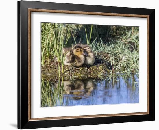 USA, Wyoming, Sublette County. Two ducklings sit on the edge of an island taking a nap.-Elizabeth Boehm-Framed Photographic Print