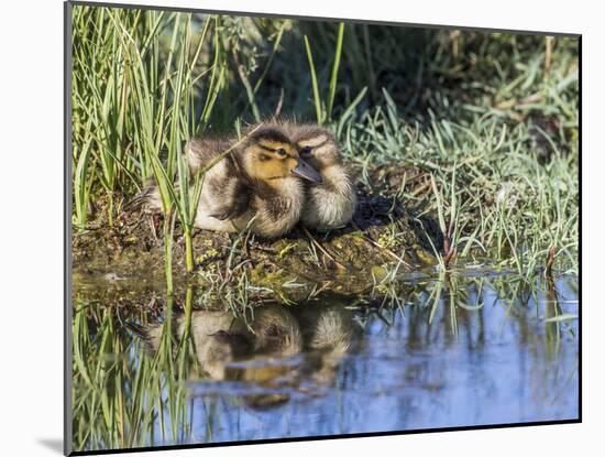 USA, Wyoming, Sublette County. Two ducklings sit on the edge of an island taking a nap.-Elizabeth Boehm-Mounted Photographic Print