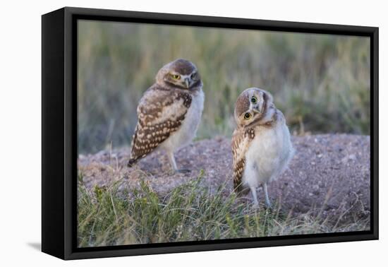 USA, Wyoming, Sublette County. Two young Burrowing owls stand at the edge of their natal burrow-Elizabeth Boehm-Framed Premier Image Canvas