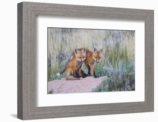 USA, Wyoming, Sublette County. Two young fox kits playing at their den site.-Elizabeth Boehm-Framed Photographic Print