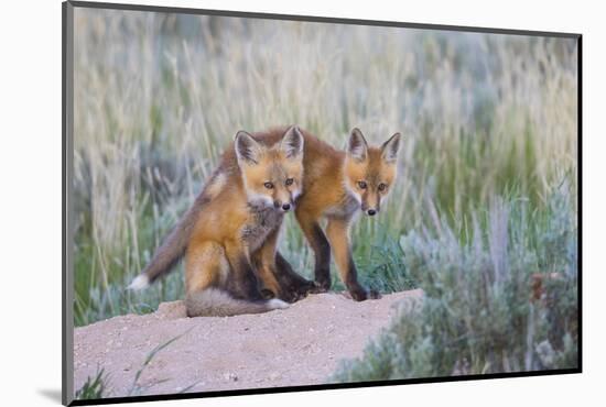 USA, Wyoming, Sublette County. Two young fox kits playing at their den site.-Elizabeth Boehm-Mounted Photographic Print