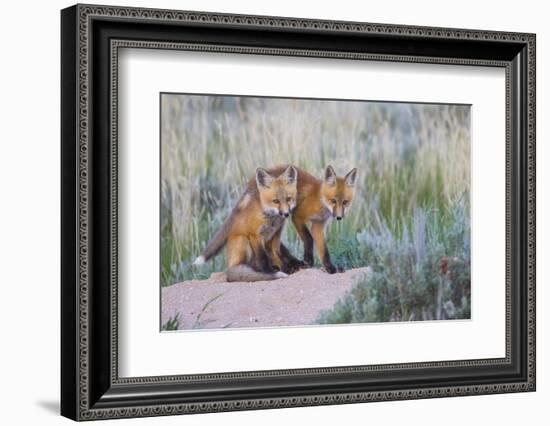 USA, Wyoming, Sublette County. Two young fox kits playing at their den site.-Elizabeth Boehm-Framed Photographic Print