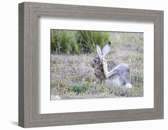 USA, Wyoming, Sublette County. White-tailed Jackrabbit scratches behind it's ear.-Elizabeth Boehm-Framed Photographic Print