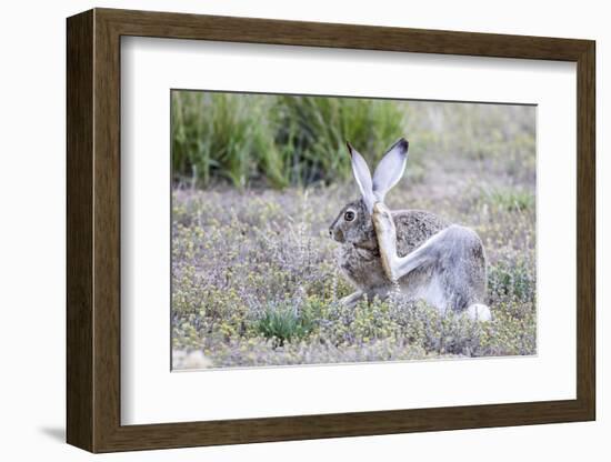 USA, Wyoming, Sublette County. White-tailed Jackrabbit scratches behind it's ear.-Elizabeth Boehm-Framed Photographic Print